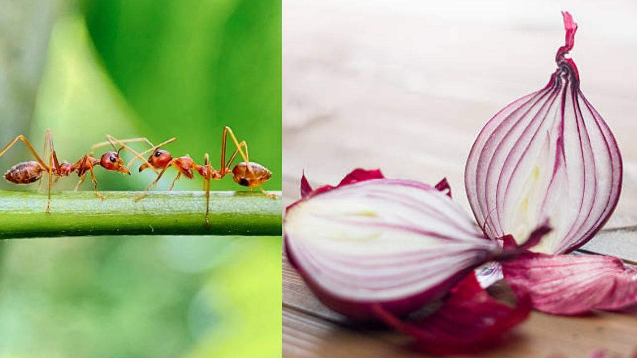 Home Tips: ఇంట్లో ఎలుకలు, బొద్దింకలు, బల్లులను ఎలా వదిలించుకోవాలి..!