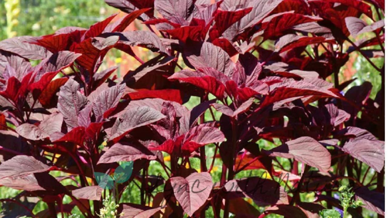 Red Amaranth: ఈ ఆకు కూర మీ డైట్‎లో ఉంటే.. అనారోగ్యం దూరం