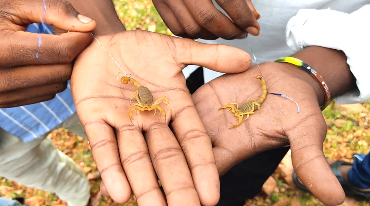 Scorpions Festival: నాగుల పంచమిన తేళ్లతో వింత ఆచారం.. ఈ తేళ్ల పంచమి ఏంటో తెలుసా?