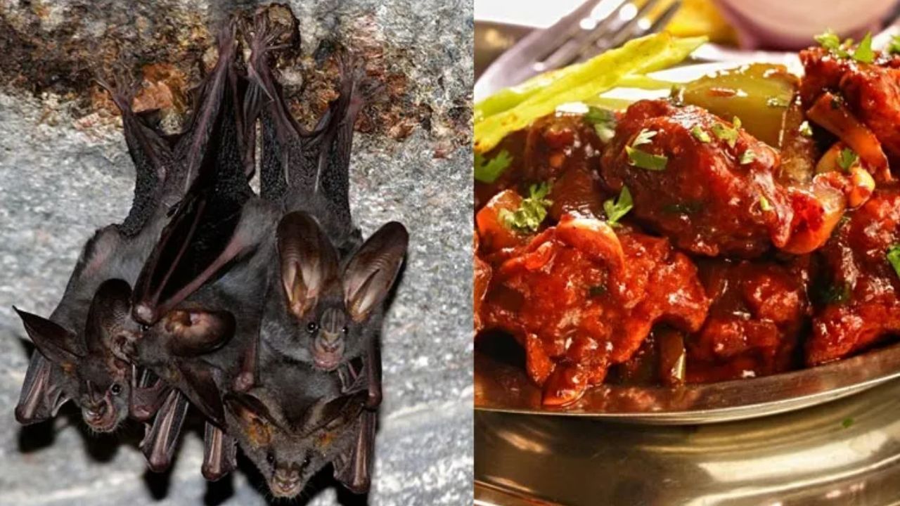 Tamilnadu: చిల్లి చికెన్‌ పేరుతో గబ్బిలాల ఫ్రై..