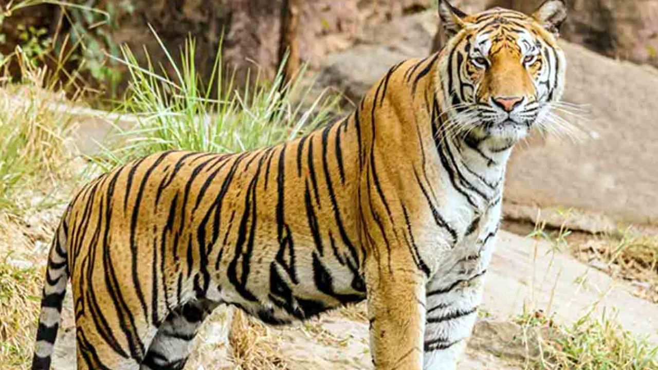Tiger Attacks: యువకుడిపై పెద్దపులి దాడి