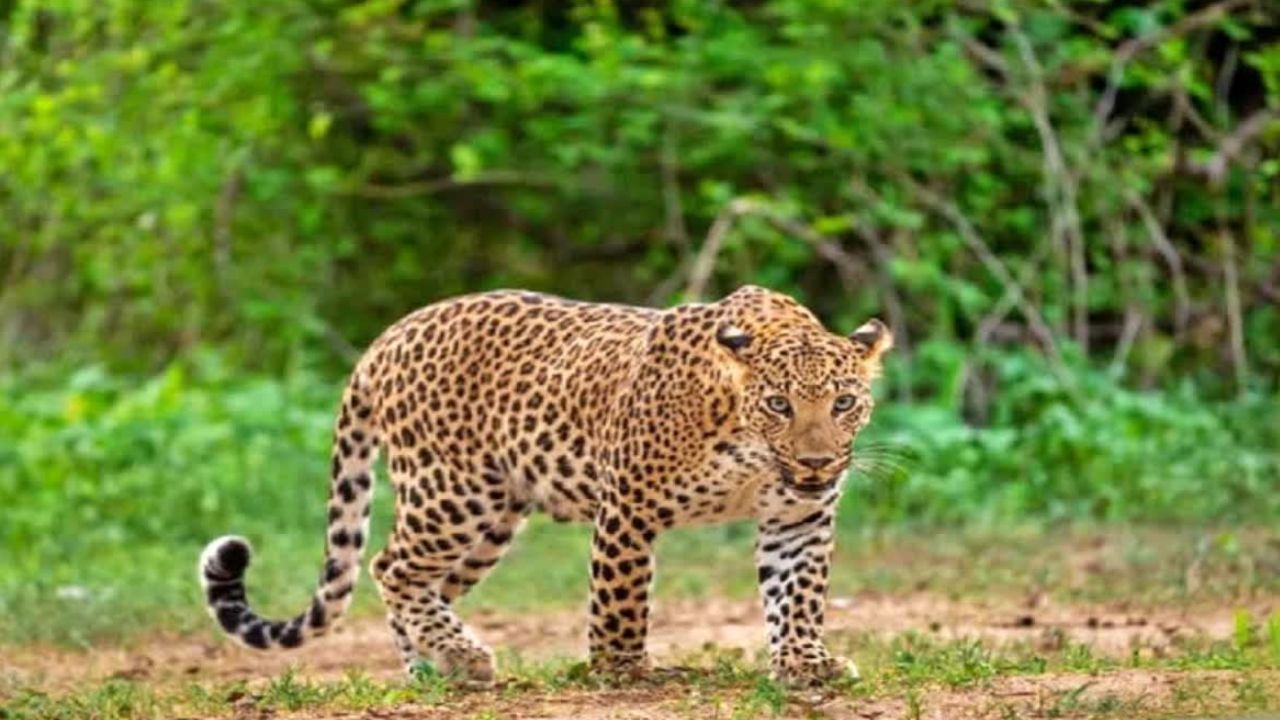 Leopard Attack Tirumala: తిరుపతి జూపార్క్ రోడ్డులో చిరుత కలకలం