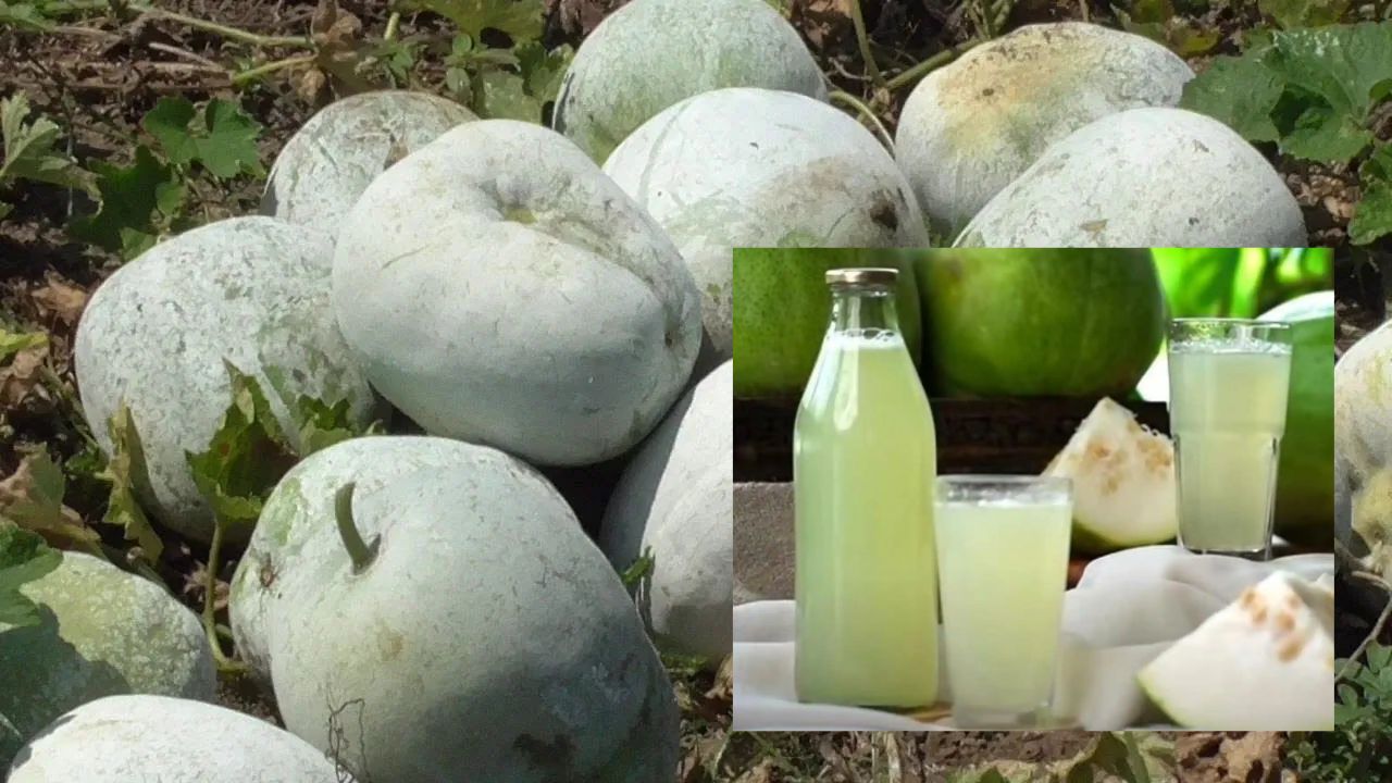 Ash Gourd Juice Benefits: బూడిద గుమ్మడికాయే అని తీసిపారేయకండి.. దీని జ్యూస్ ఖాళీ కడుపుతో తాగితే.. చెప్పటం కాదు మీరే చదవండి!