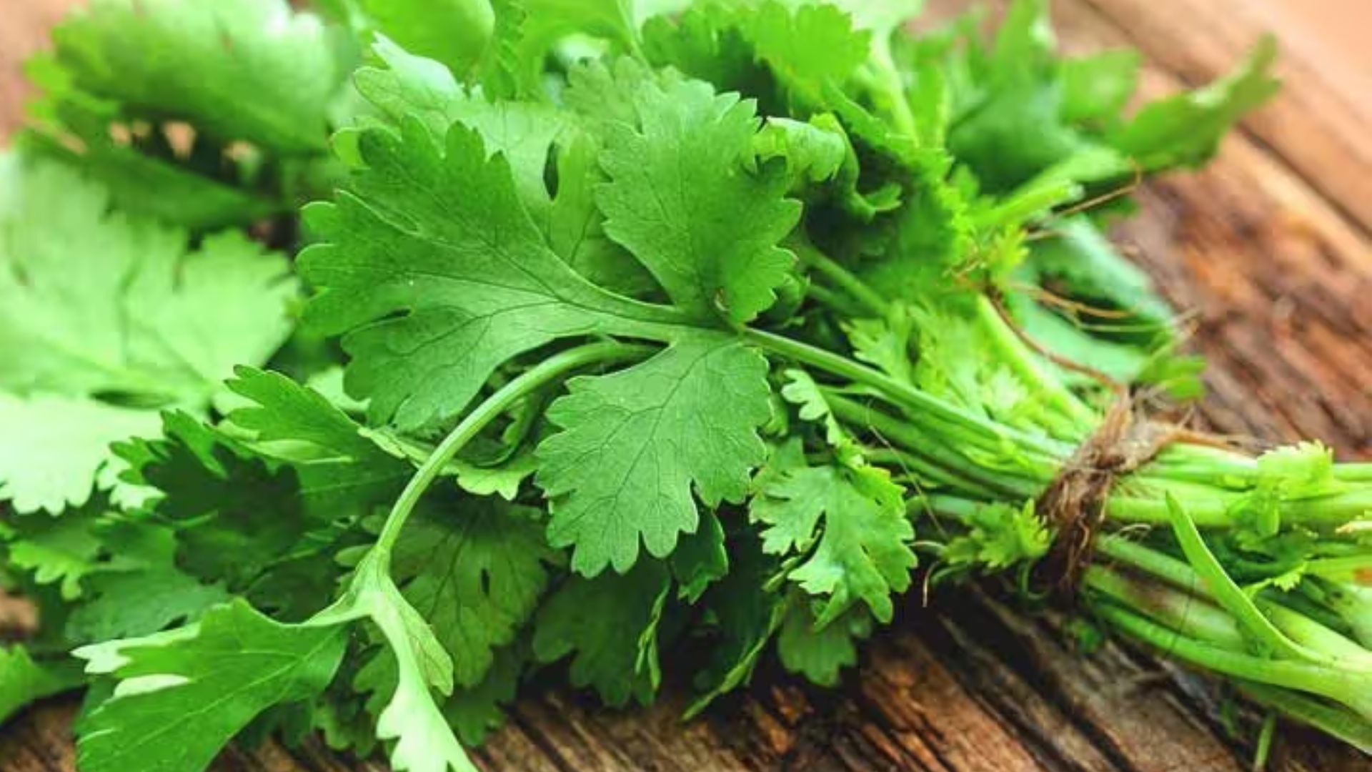 Coriander Leaves Benefits: కొత్తిమీరతో ఆ రోగాలన్నీ మాయం!
