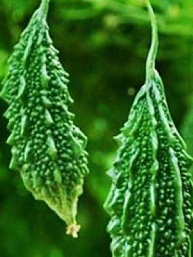 Monsoon: వర్షాకాలంలో తప్పకుండా తినాల్సిన కూరగాయ ఇదే..!