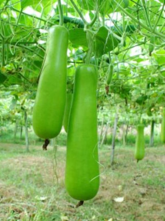 Bottle Gourd: శరీరాన్ని క్లీన్ చేసే బ్రహ్మాస్త్రం.. ఉదయం ఒక్క గ్లాస్ తాగితే..