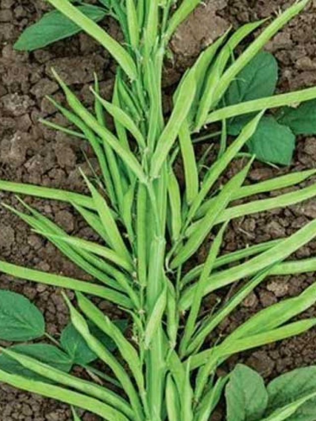 Cluster Beans: గోరు చిక్కుడుతో ఆరోగ్యం కొండంత!