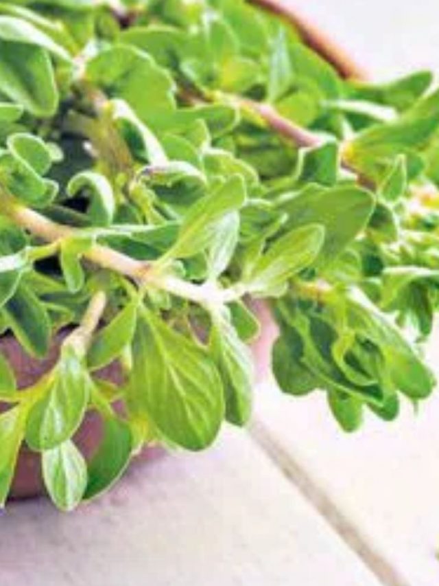 Hair growth: జుట్టు పెరుగుదలకు మరువం..!