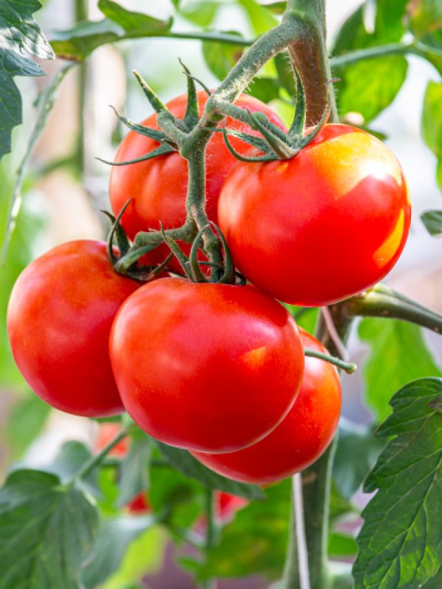 Tomato: టమాటా వల్ల ఎన్ని ప్రయోజనాలో తెలుసా..?