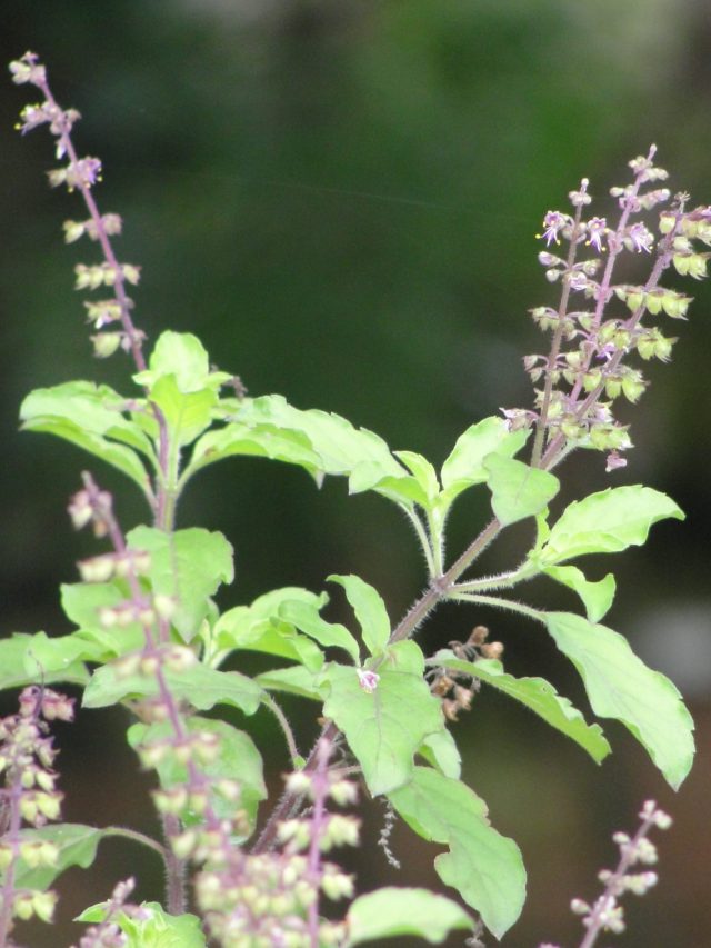 Tulsi Leaves Benefits: తులసి ఆకులలో అద్భుతమైన ప్రయోజనాలు.!