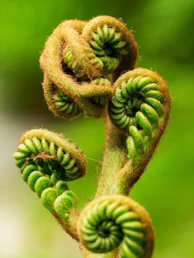 Linguda Vegetable: చేపలు, మాంసం కంటే బలమైన ఆహారం! దొరుకుడే అతికష్టం..