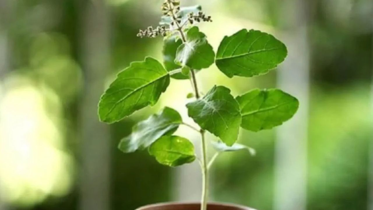 Tulsi Leaves Benefits: తులసి ఆకులలో అద్భుతమైన ప్రయోజనాలు.!