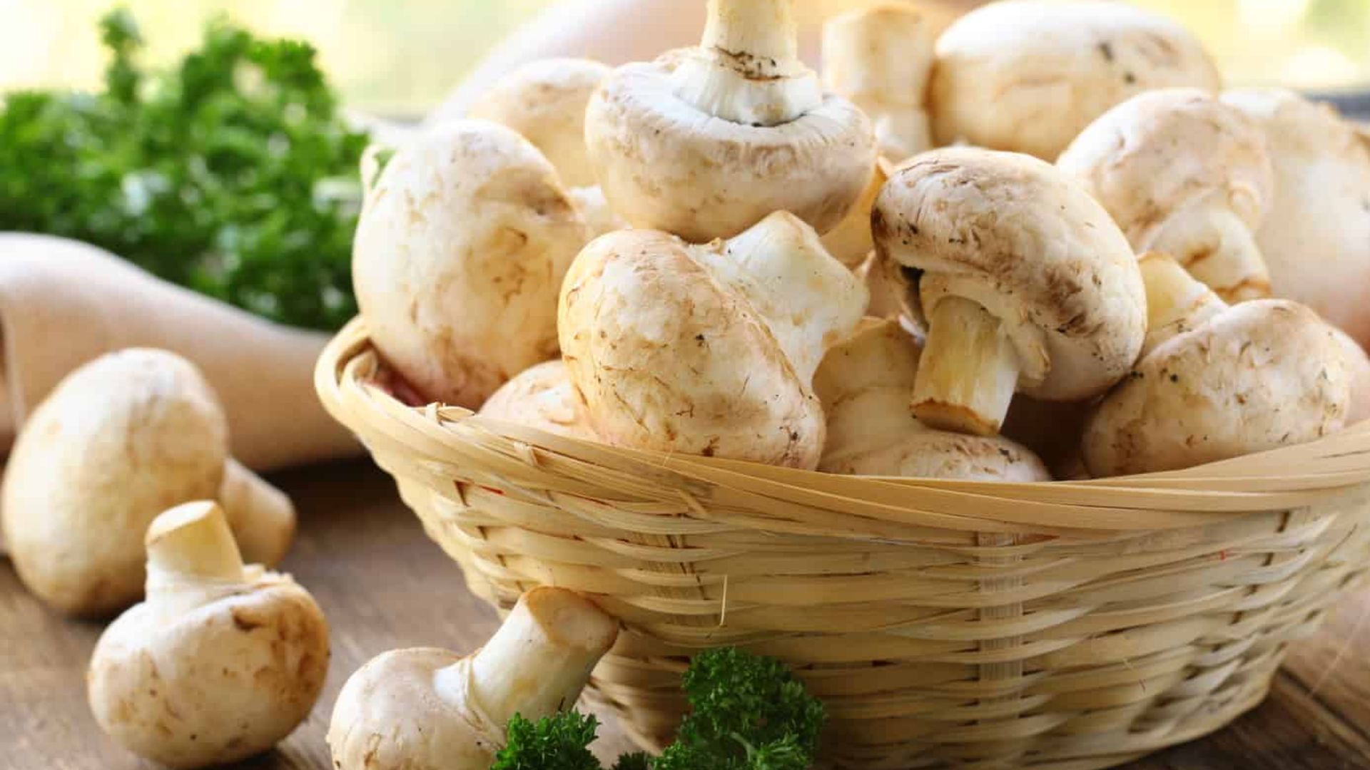Mushrooms: మొదలైన పుట్టగొడుగుల సీజన్‌.. ధర ఎంతంటే..?