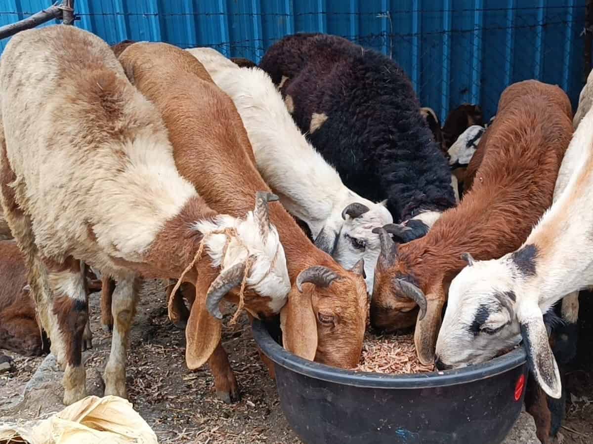 Sheep scheme Scam Case: గొర్రెల స్కాం కేసులో ఈడి విచారణ వేగవంతం.. 10 ప్రదేశాల్లో సోదాలు