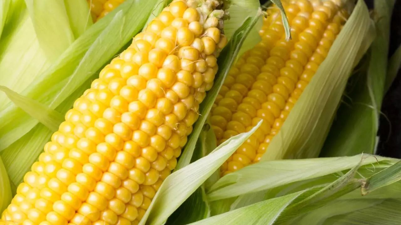 Sweet Corn: స్వీట్ కార్న్‌ తింటే ప్రమాదకరం.. ఎవరికో తెలుసా..?