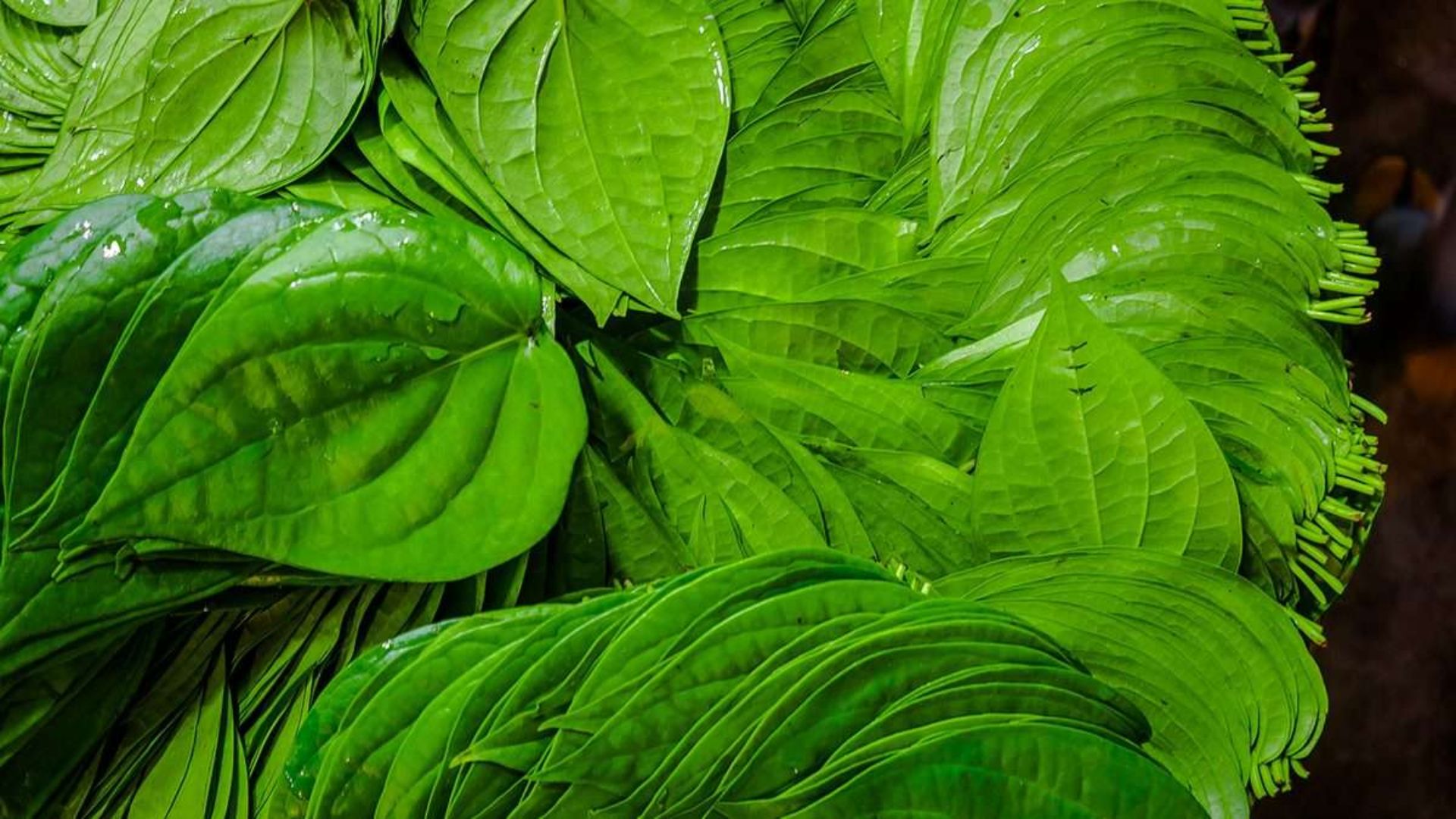 Betel Leaves: తమలపాకులు తింటే ఎన్ని ఆరోగ్య ప్రయోజనాలో తెలుసా?