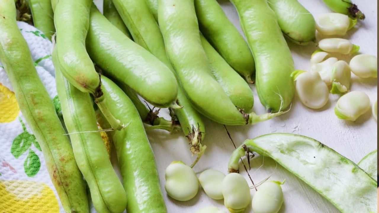 Broad beans: ఈ సీజన్‌లో ఆరోగ్య సమస్యలకు చెక్ పెట్టాలంటే.. ఇది తప్పక తినాల్సిందే..