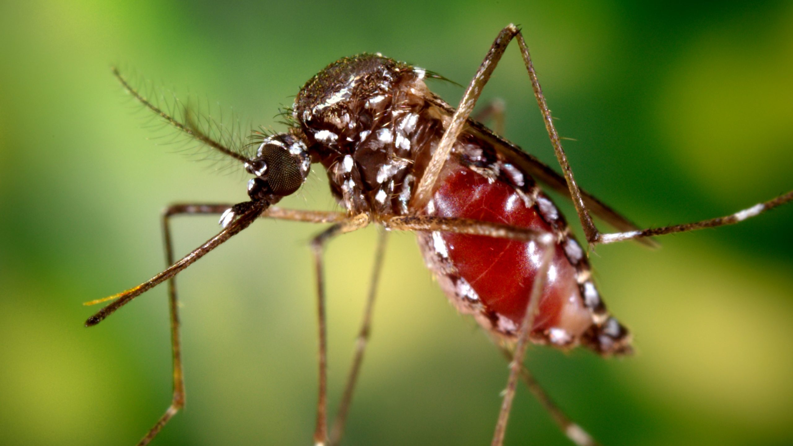 Chikungunya symptoms: చికున్‌గున్యా లక్షణాలివే..!