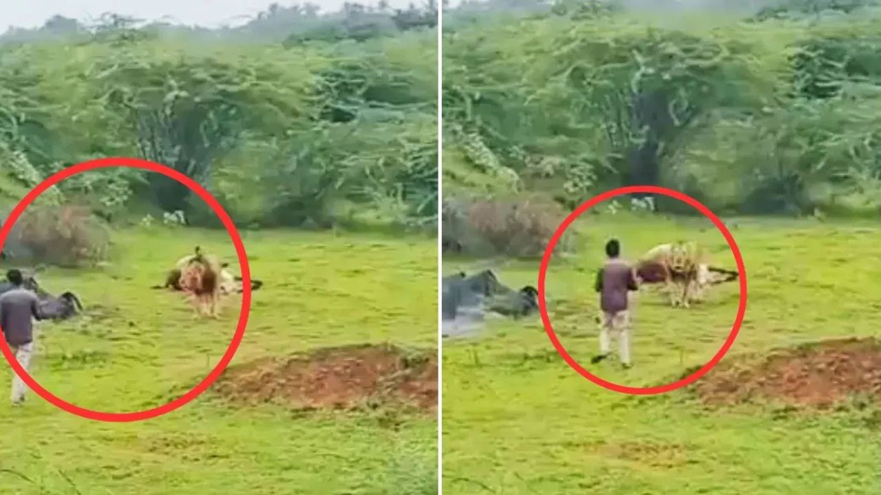 Viral Video: వీడు మాములోడు కాదు.. సింహాన్ని వీడియో తీస్తూ..