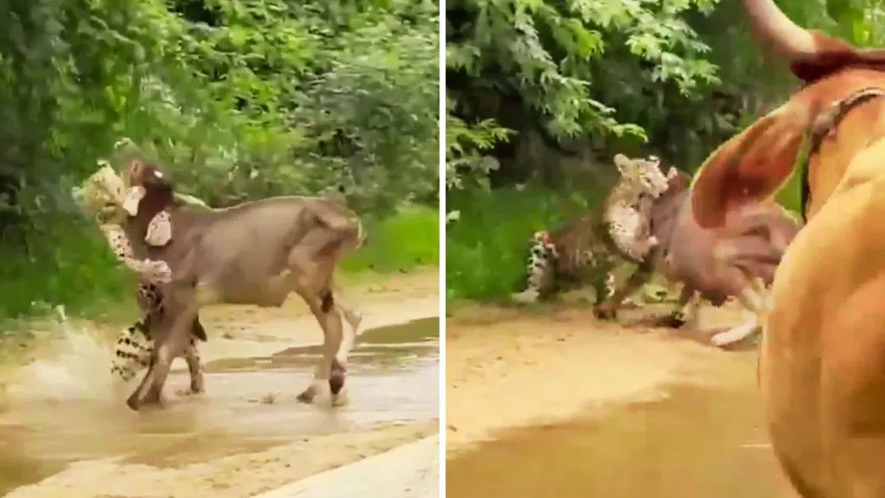 Leopard vs Cow: ఆవు దెబ్బకు.. చిరుత పరార్.. వీడియో వైరల్