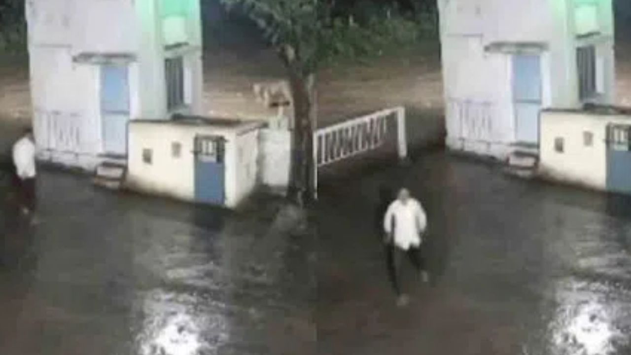Man and Lion: ఎదురుపడిన మనిషి, సింహం.. వీడియో వైరల్‌