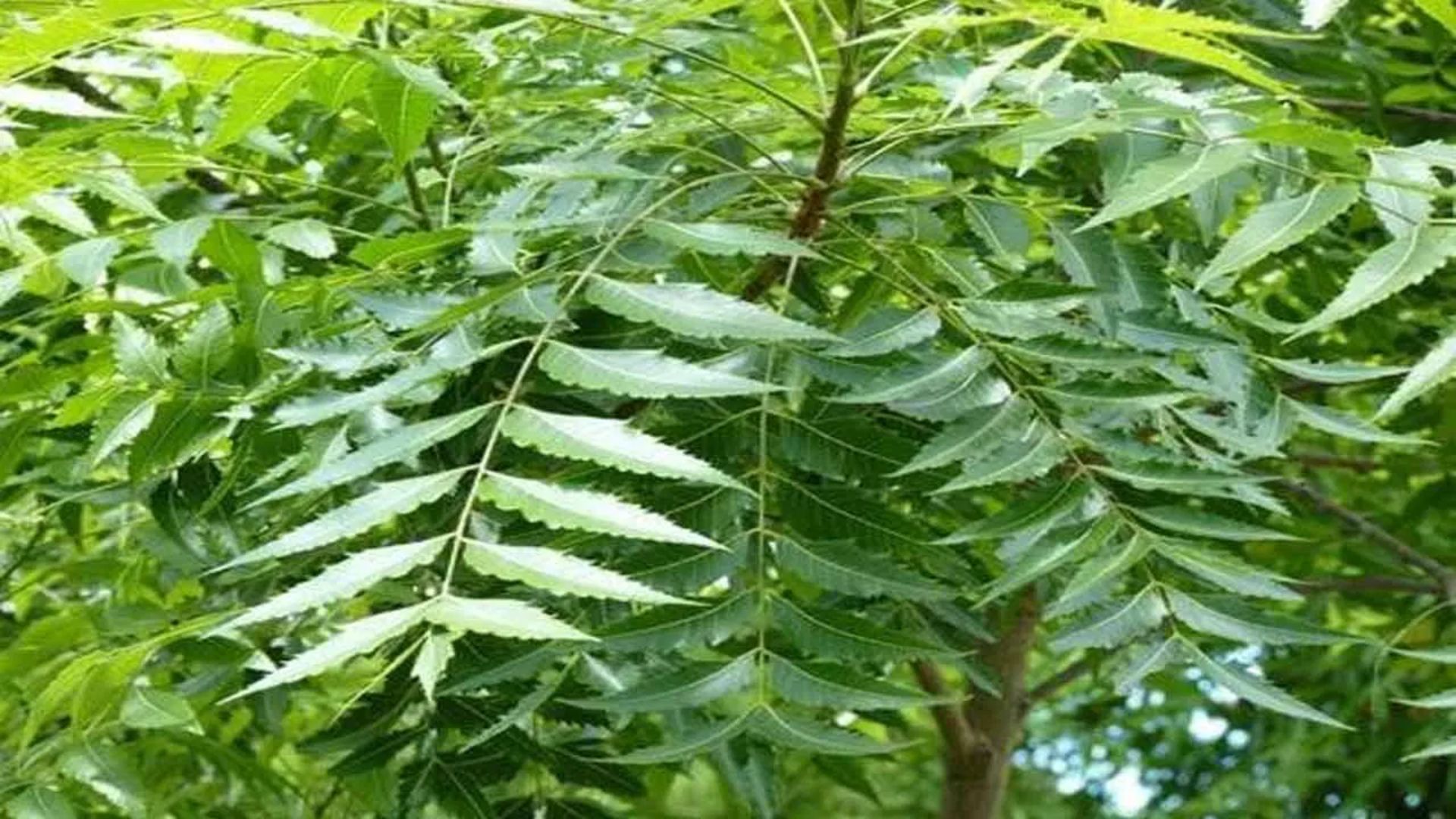 Neem: వేప ఆకులలో ఎన్ని ఔషధ గుణాలు ఉన్నాయో తెలుసా?