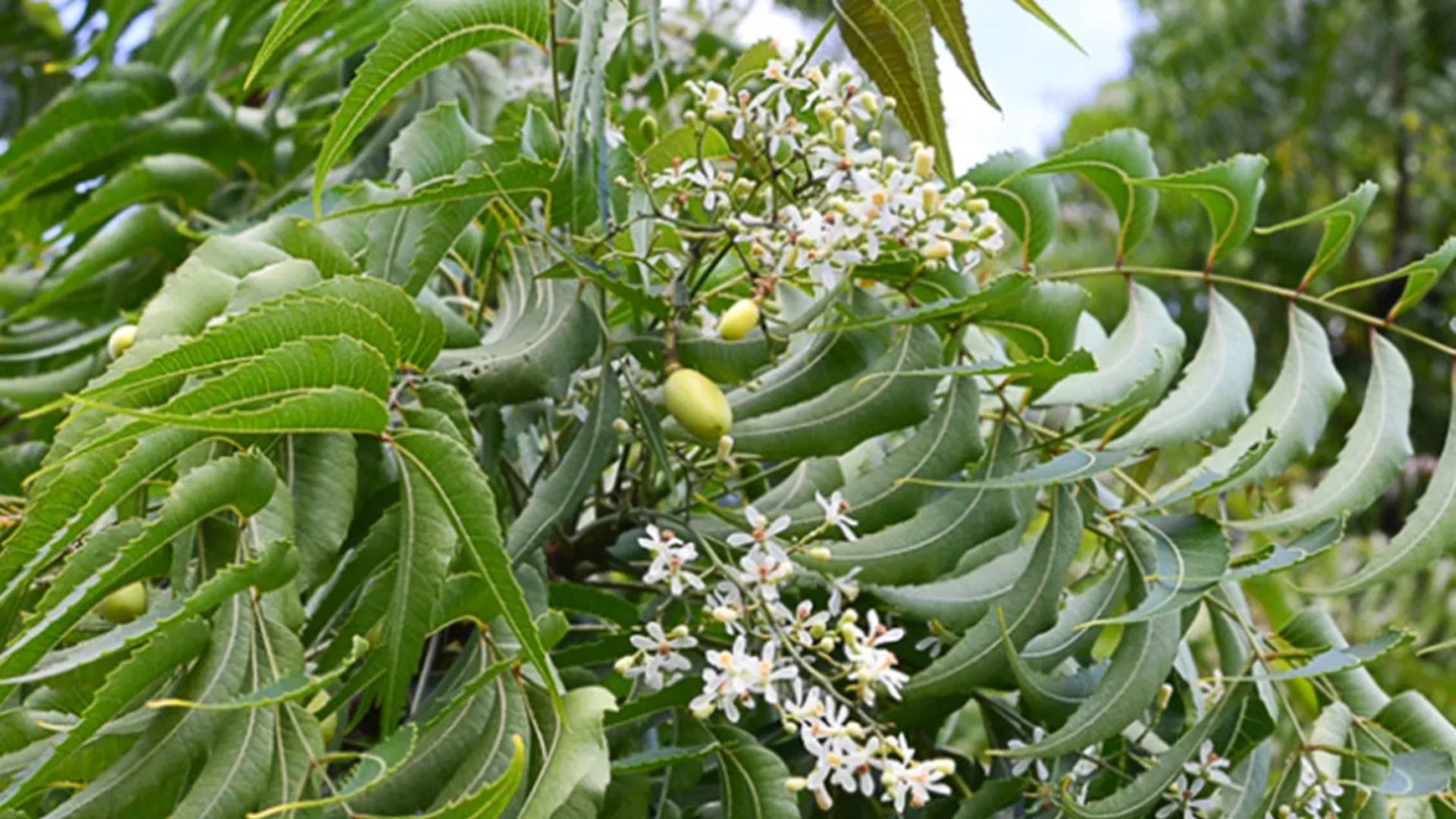 Neem: వర్షాకాలంలో వేప దివ్యౌషధం..! ఆ సమస్యలన్నీ దూరం..