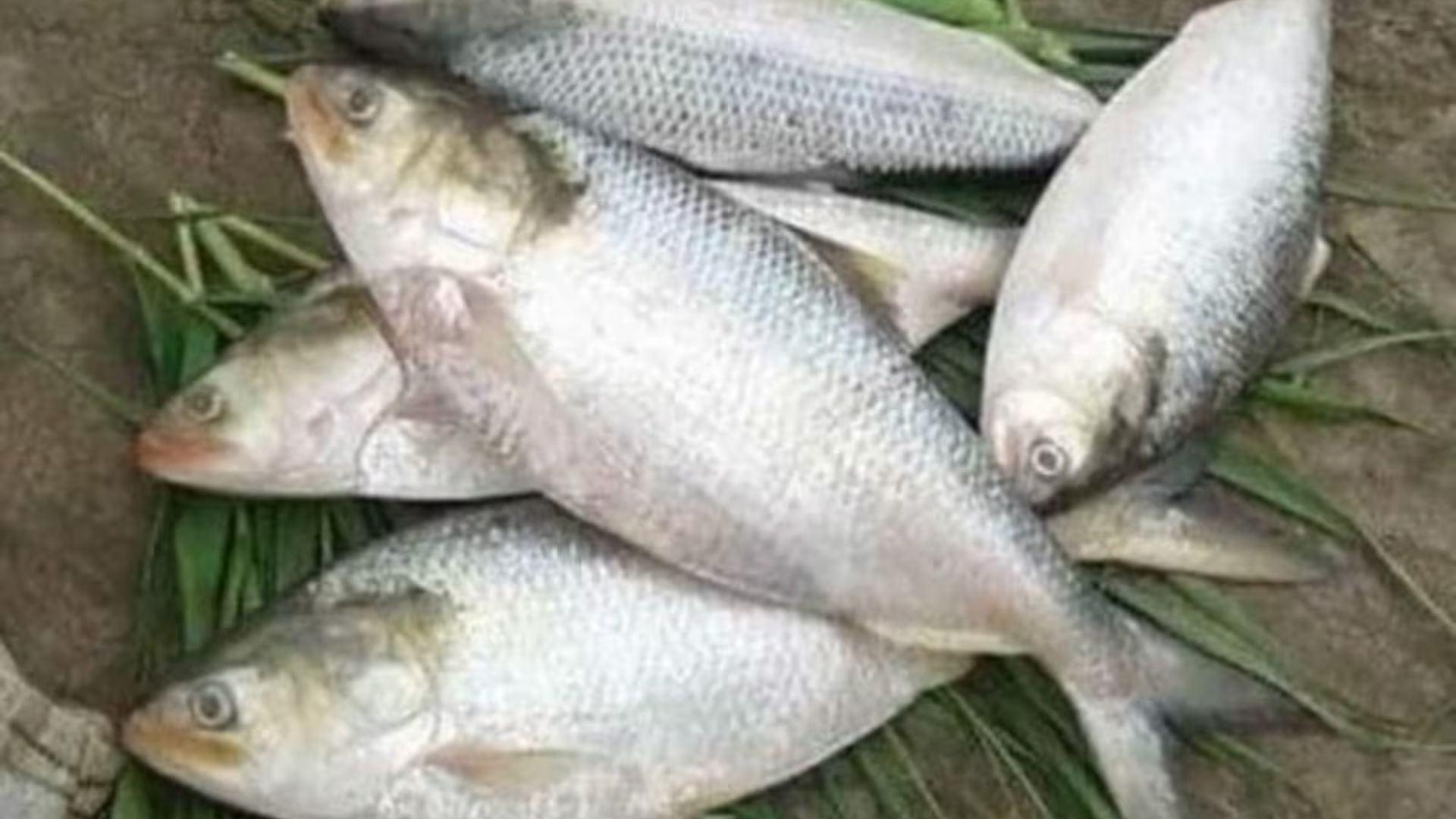 Pulasa Fish: ఈ చేప ధరే కాదు.. లాభాలూ ఎక్కువే..!