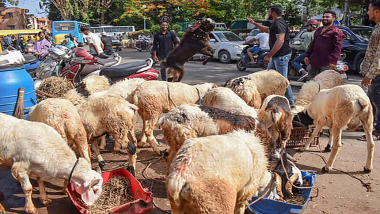 Sheep Scam: గొర్రెల స్కామ్ రూ. 1000 కోట్ల అంచనా!