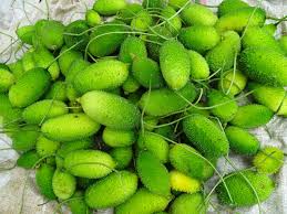 బోడ కాకరకాయను ఆరోగ్యపరంగా ఉత్తమమైన కూరగాయల్లో ఒకటిగా చెప్పవచ్చు.