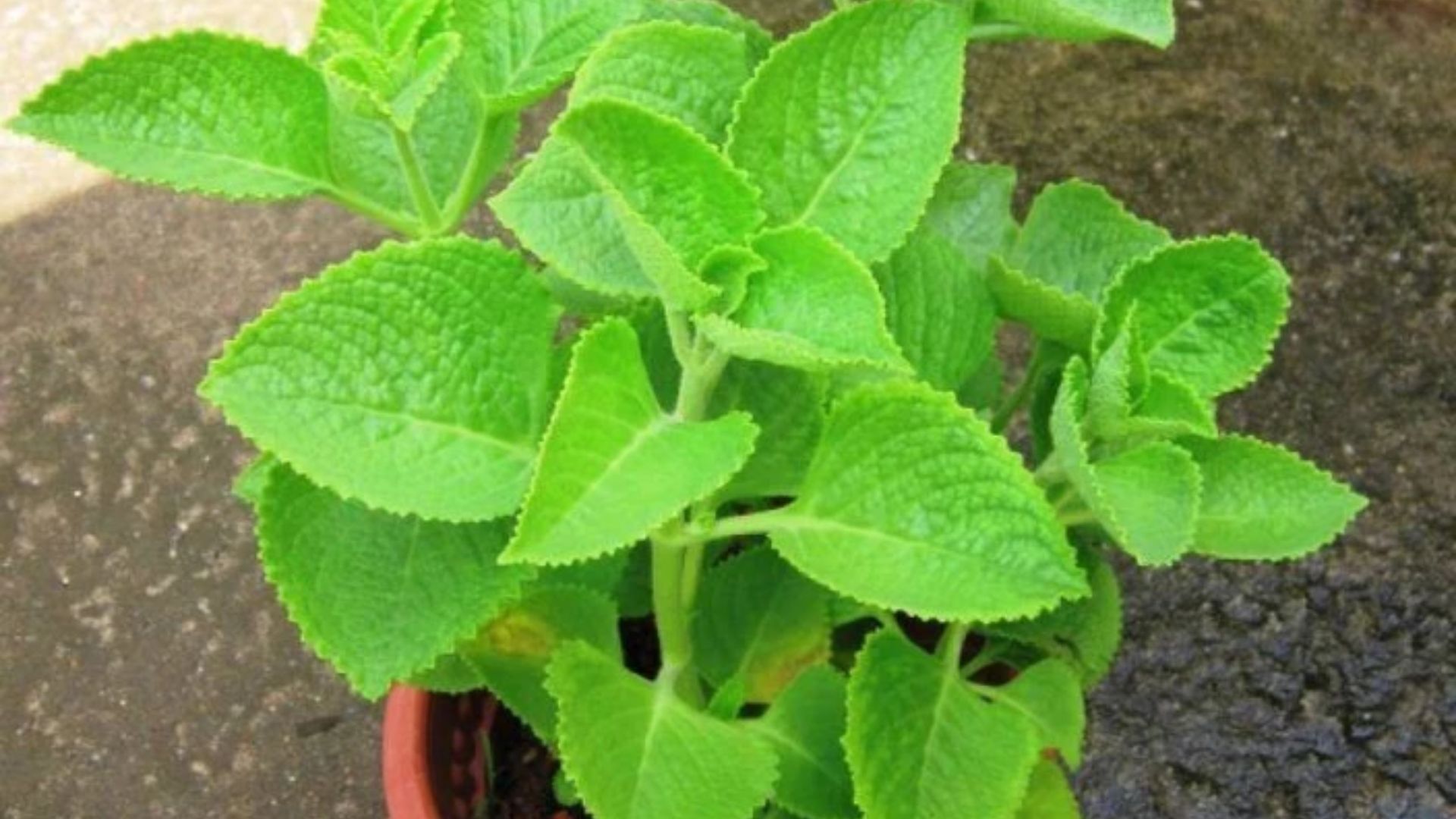 Ajwain Leaves: వర్షాకాలంలో వాము ఆకులు తింటే కలిగే లాభాలివే..!