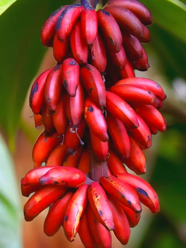 Red Banana: రెడ్ అరటిపండుతో లాభాలు!