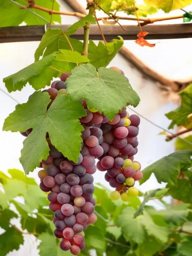 Red Grapes Benefits: ఎరుపు ద్రాక్షాలతో లాభాలు!
