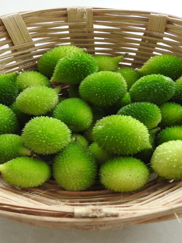 Spiny Gourd: బోడకాకరతో ప్రయోజనాలు తెలుసా..?