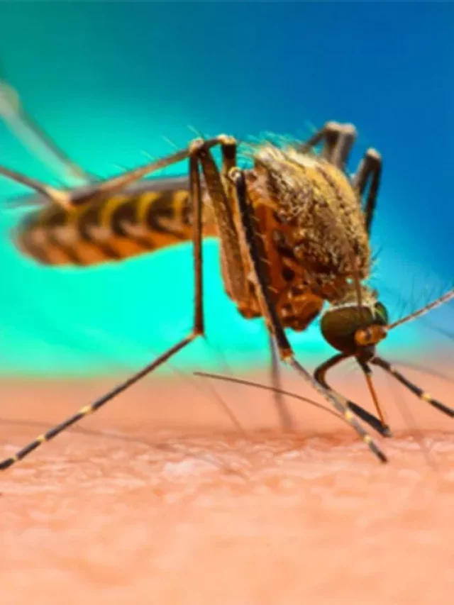 Chikungunya symptoms: చికున్‌గున్యా లక్షణాలివే..!