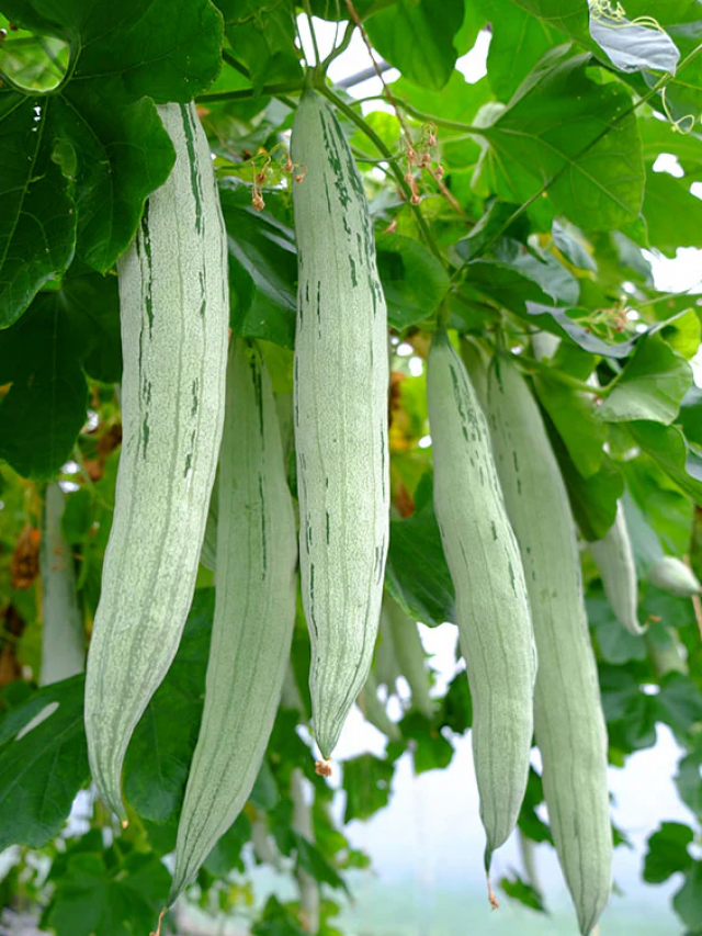 Snake Gourd: పొట్లకాయ తింటే కలిగే లాభాలివే!