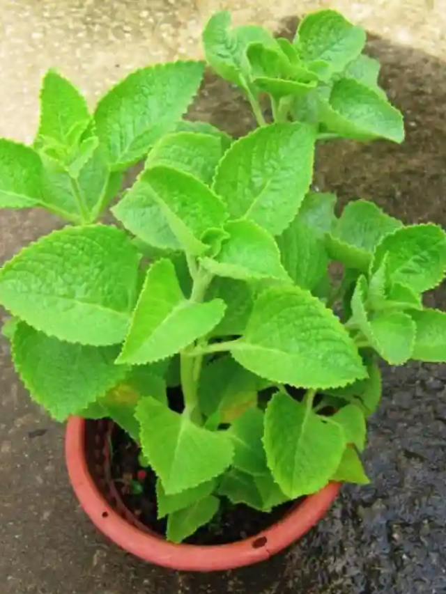 Ajwain Leaves: వాము ఆకులతో కలిగే లాభాలివే..!