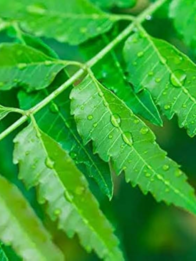 Neem: వేప ఆకుల్లో ఇన్ని ఔషధ గుణాలున్నాయా?