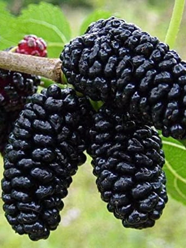 Mulberry Fruits: మల్బరీ పండ్లతో కలిగే ప్రయోజనాలివే..!