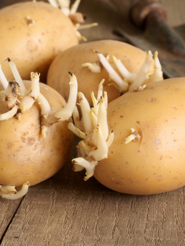 Sprouted Potato: మొలకెత్తిన బంగాళదుంప తింటున్నారా?..ఎంత ప్రమాదయో తెలుసా..?