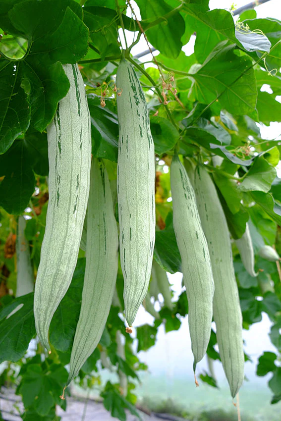 పొట్లకాయ తినడం వలన అనేక ఆరోగ్య ప్రయోజనాలు ఉన్నాయి