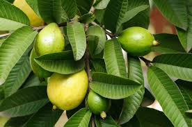 Guava Leaf Tea: జామ ఆకుల టీతో ఎన్నో ప్రయోజనాలు..!