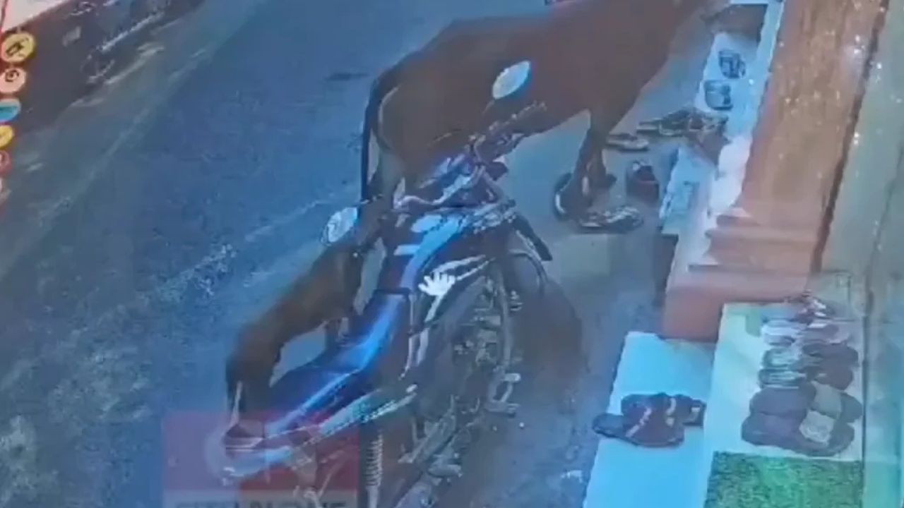 Viral Video: కుక్క చేసిన అతి.. కనపడ్డ వారిని అస్సలు వదలడం లేదు..!