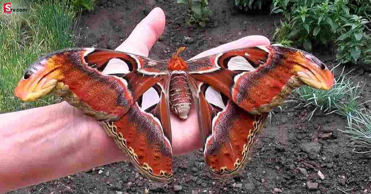 A butterfly like snakes heads pic viral 