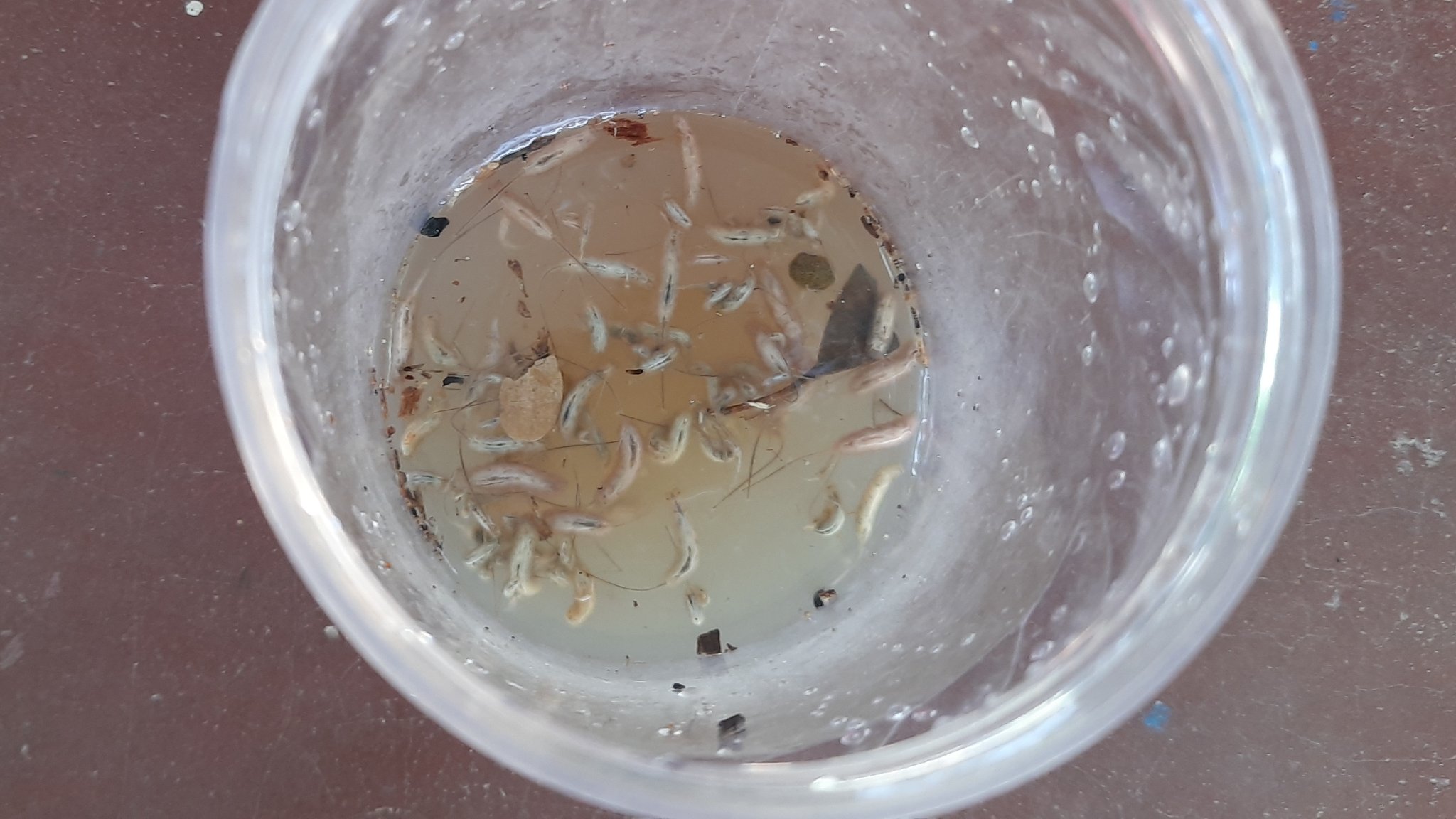 Worms in the drinking water Worms present inside the cup of water