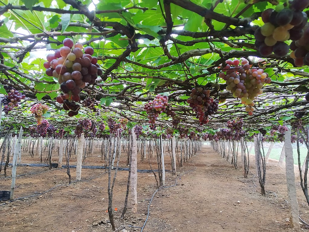 Karnataka grape market in crisis as storage facilities are grossly insufficient. (Creative Commons)