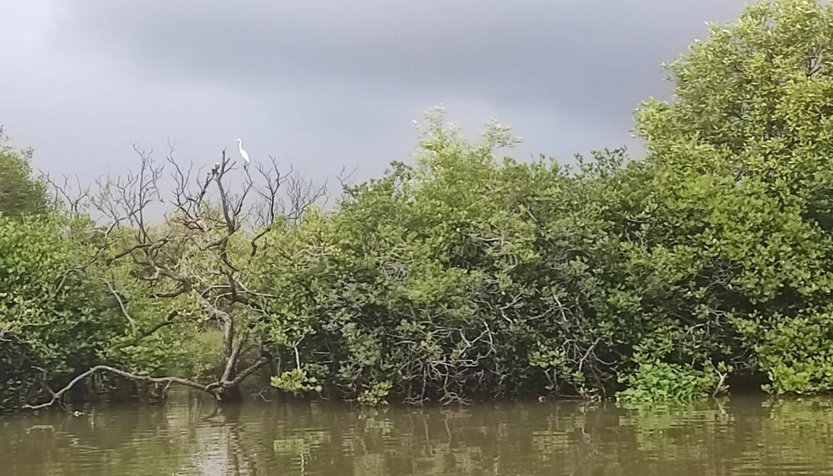 The mangroves of Muthupet, the largest such forest in Tamil Nadu. Pichavaram, often wrongly described as the second largest mangrove forest in the world, Asia, or India, is not even the largest in Tamil Nadu; it is the second largest in TN The mangroves of Muthupet, the largest such forest in Tamil Nadu. Pichavaram, often wrongly described as the second largest mangrove forest in the world, Asia, or India, is not even the largest in Tamil Nadu; it is the second largest in TN