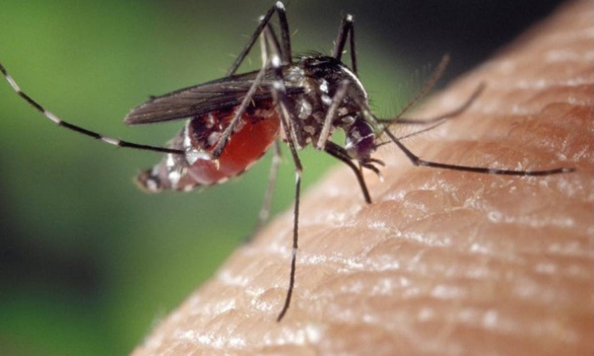 Mosquito Dengue