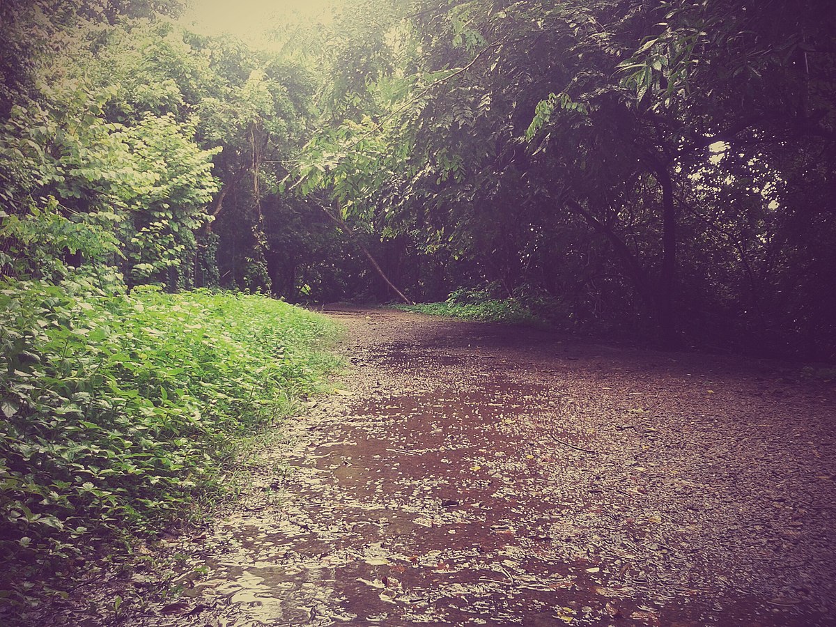 Thenmala Forest Forest department has issued notice to youtuber Amala Anu for agitating an elephant in Thenmala Forest. (Representative Image / Common Creatives)