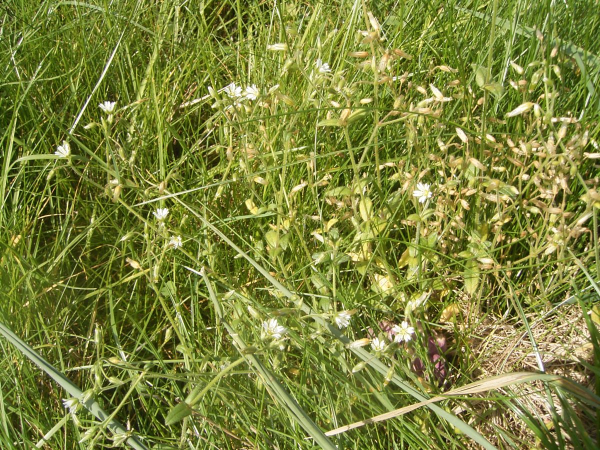 Herbicide Glyphosphate to increase risk of cancer, studies find. (Representative image: Creative Commons)